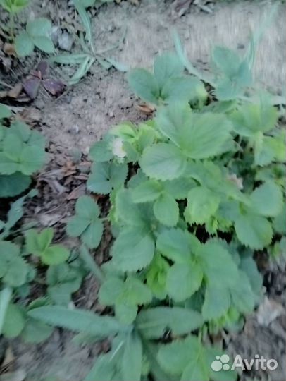 Рассада клубники