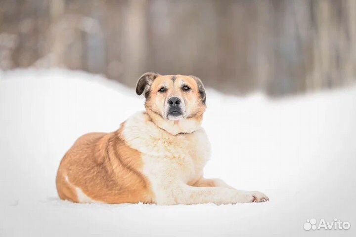 Собака Лапа в Добрые Руки