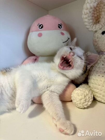 Кошка в дар