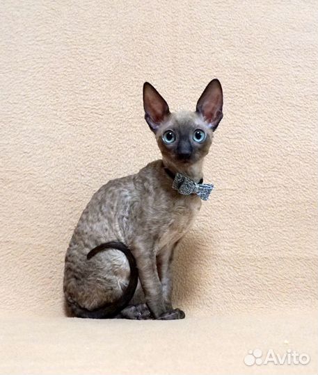 Котята корниш рекс.Редкого окраса