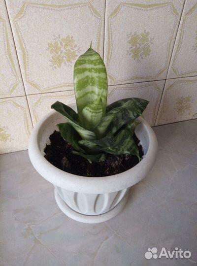 Сансевиерия