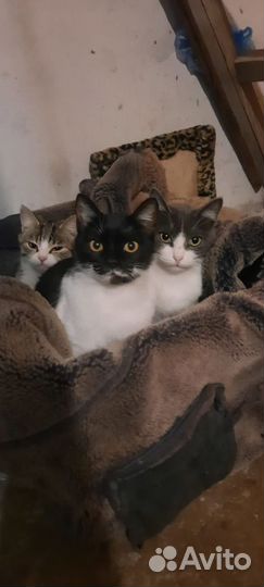 Кот и кошка