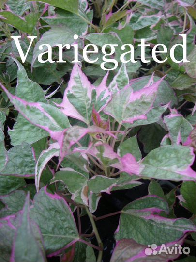 Ипомея Батат