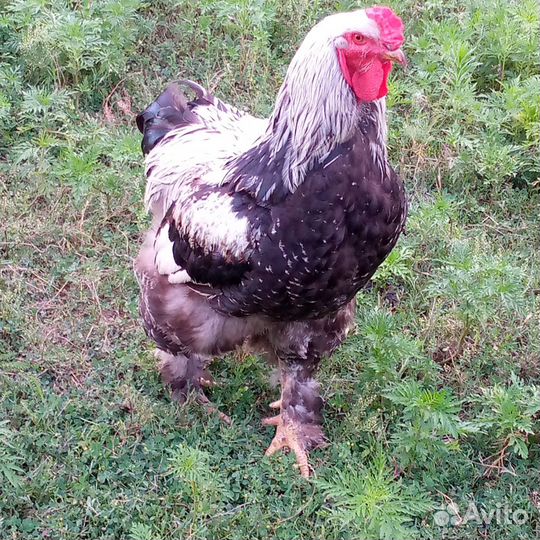 Петух брама, коза дойная - молочная