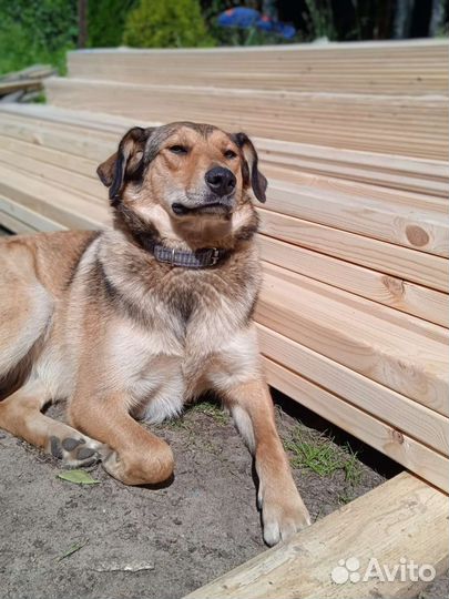 Собака в добрые руки