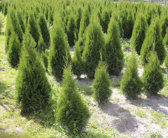 Туя Смарагд