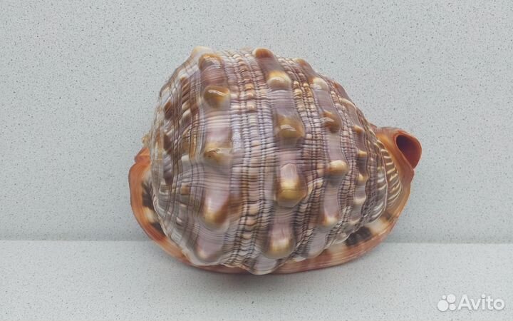 Руфа 15 морская ракушка раковина