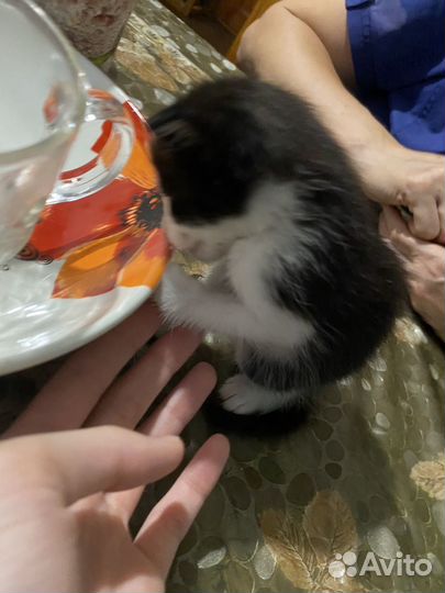 Котята 1 месяц