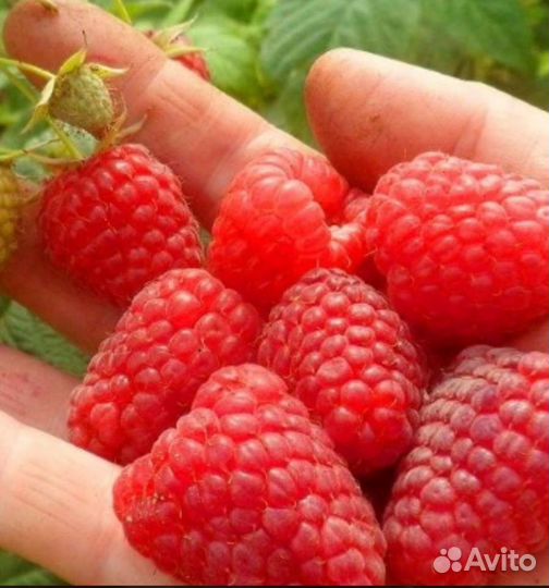 Малина саженцы рем. Золотая и Красная Зюгана