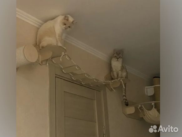Настенные элементы для кошачьего комплекса