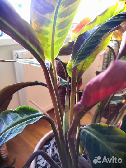 Калатея варшевича взрослая