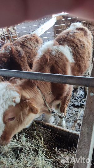 Быки и телки