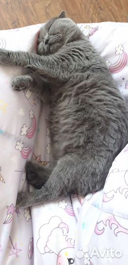 Домашняя передержка кошек и собак