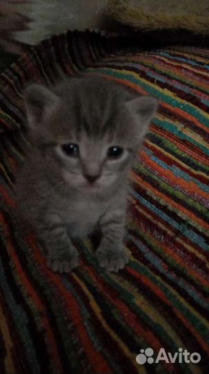 Отдам котят в хорошие руки