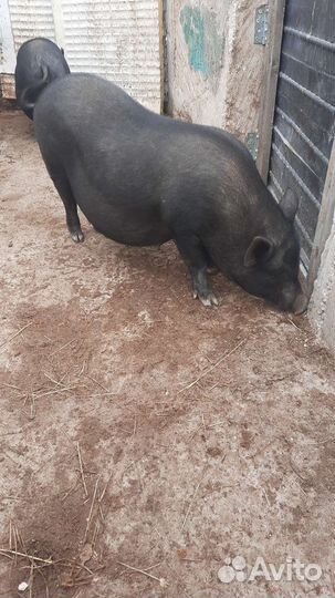 Вьетнамские поросята