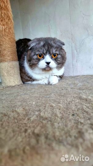 Шотландский кот вязка