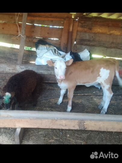 Телёнок и ягнёнок