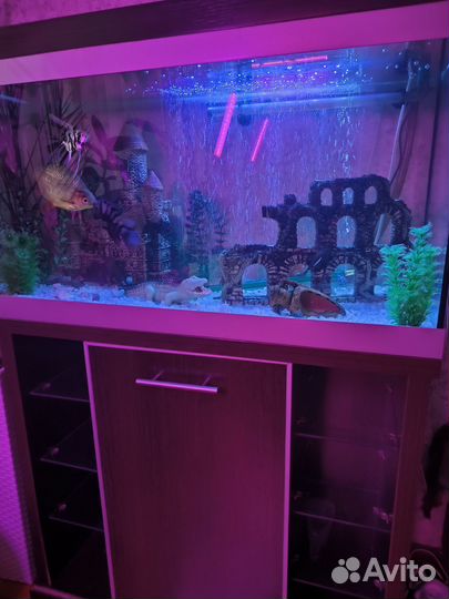 Аквариум с тумбой 150л с рыбками и оборудование