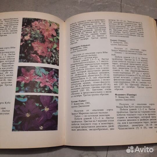 Клематисы. Риекстиня, Риекстиньш. 1990 г