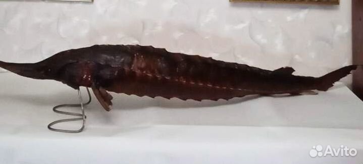 Чучело рыбы