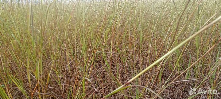 Сено в тюках