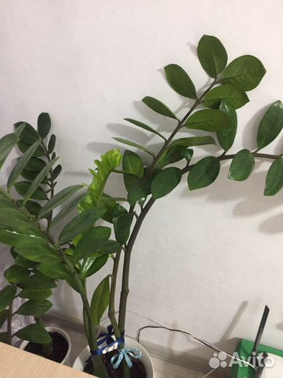 Замиокулькас долларовое дерево