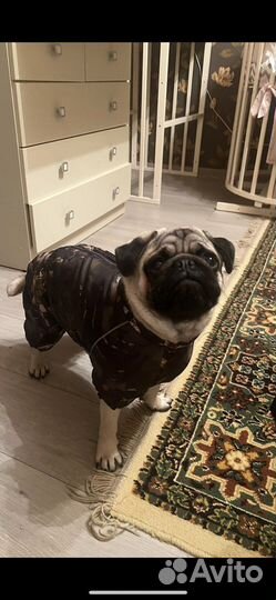 Комбинезон для средней собаки