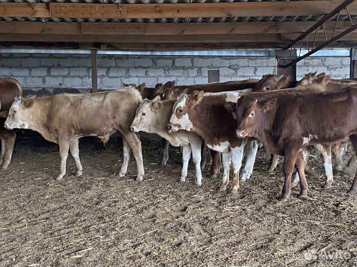 Продаются бычки