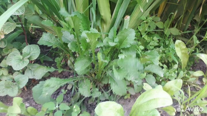 Ромашка (нивянник), календула, ирис, ландыш,канны