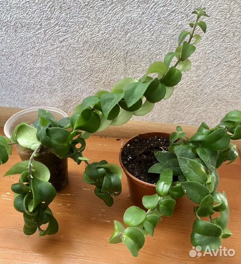 Эсхинантус