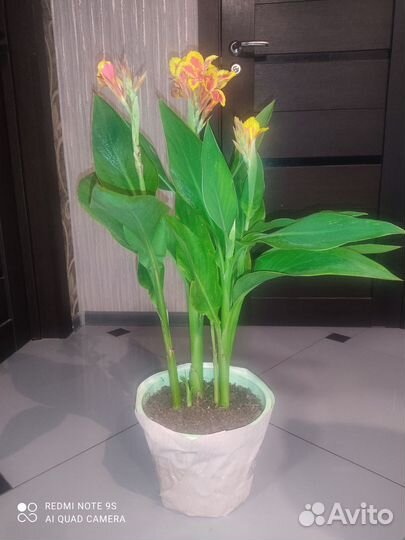 Канна. Цветы канны