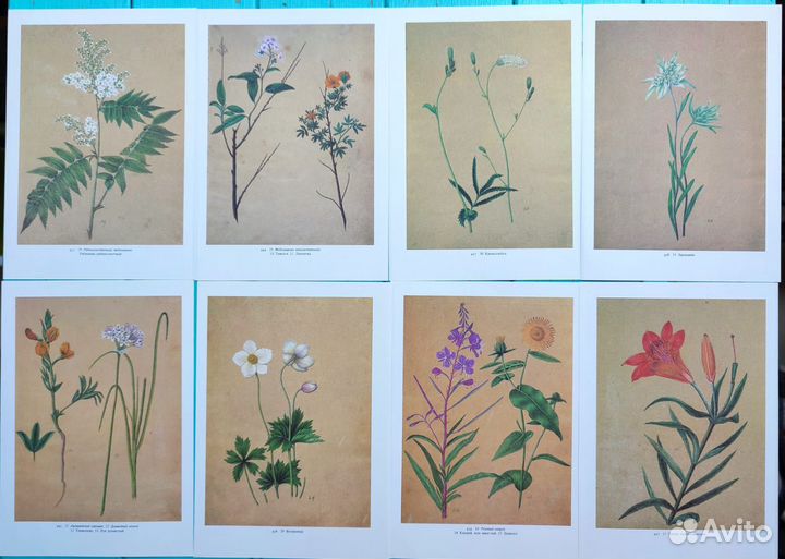 Винтажные ботанические иллюстрации цветы