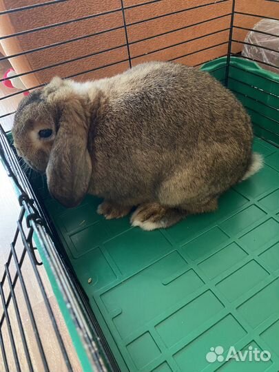 Декоративный кролик вислоухий