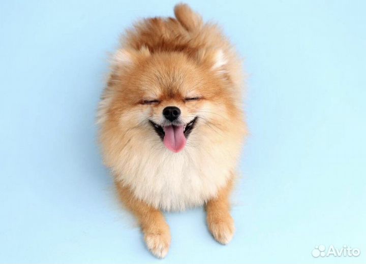 Передержка собак малых пород