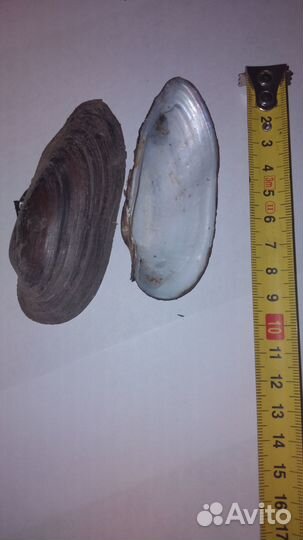 Речная ракушка