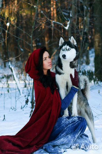 Аренда Сибирских Хаски