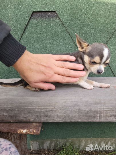 Чихуахуа мини девчонка совсем кроха