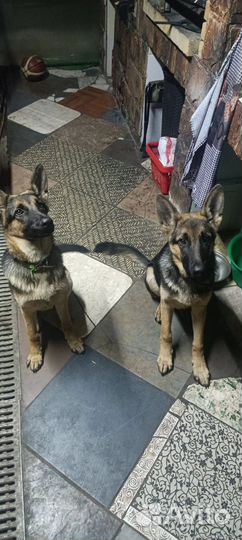 Немецкая овчарка