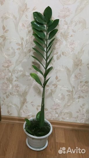 Замиокулькас