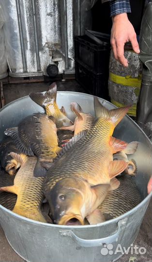 Карп живой опт