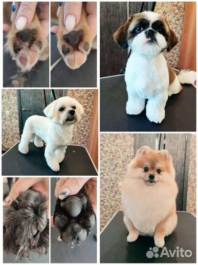 Груминг / уз чистка зубов