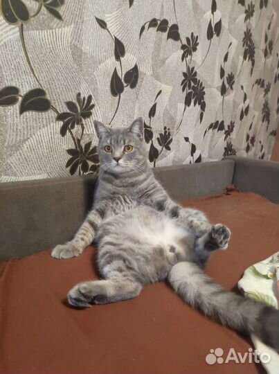 Майн-кун с Британцем