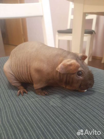 Морские свинки