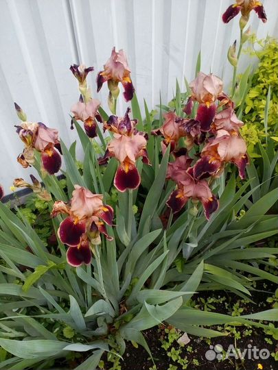 Гвоздика садовая