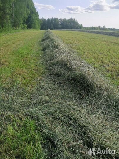 Сено в рулонах