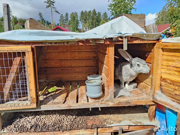 Кролики с клетками