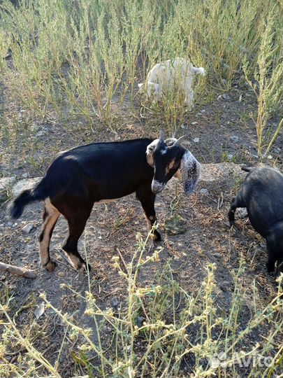 Продам стадо нубийских коз и козликов