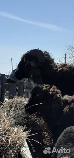 Овцы и бараны