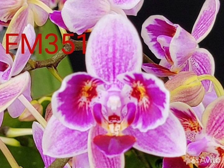 Орхидея FM- 351
