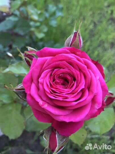 Саженцы роз спрей